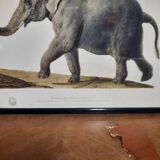 Elephant illustration