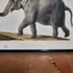 Elephant illustration