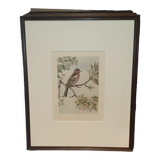 Ornithological engraving