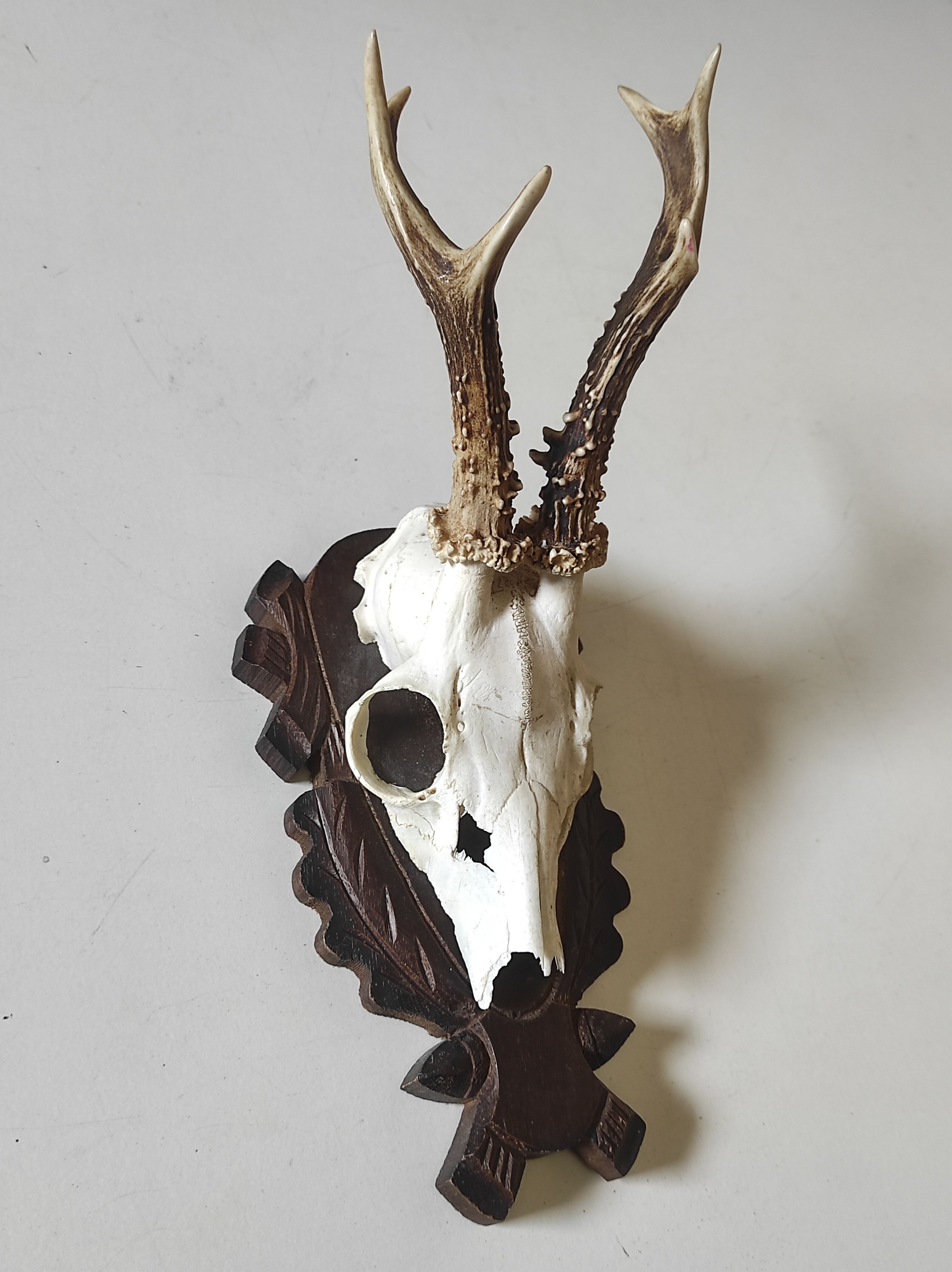 Massacre trophée chasse jeune cerf sur écusson en bois sculpté avec feuilles de chêne et glands