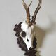 Massacre trophée chasse jeune cerf sur écusson en bois sculpté avec feuilles de chêne et glands