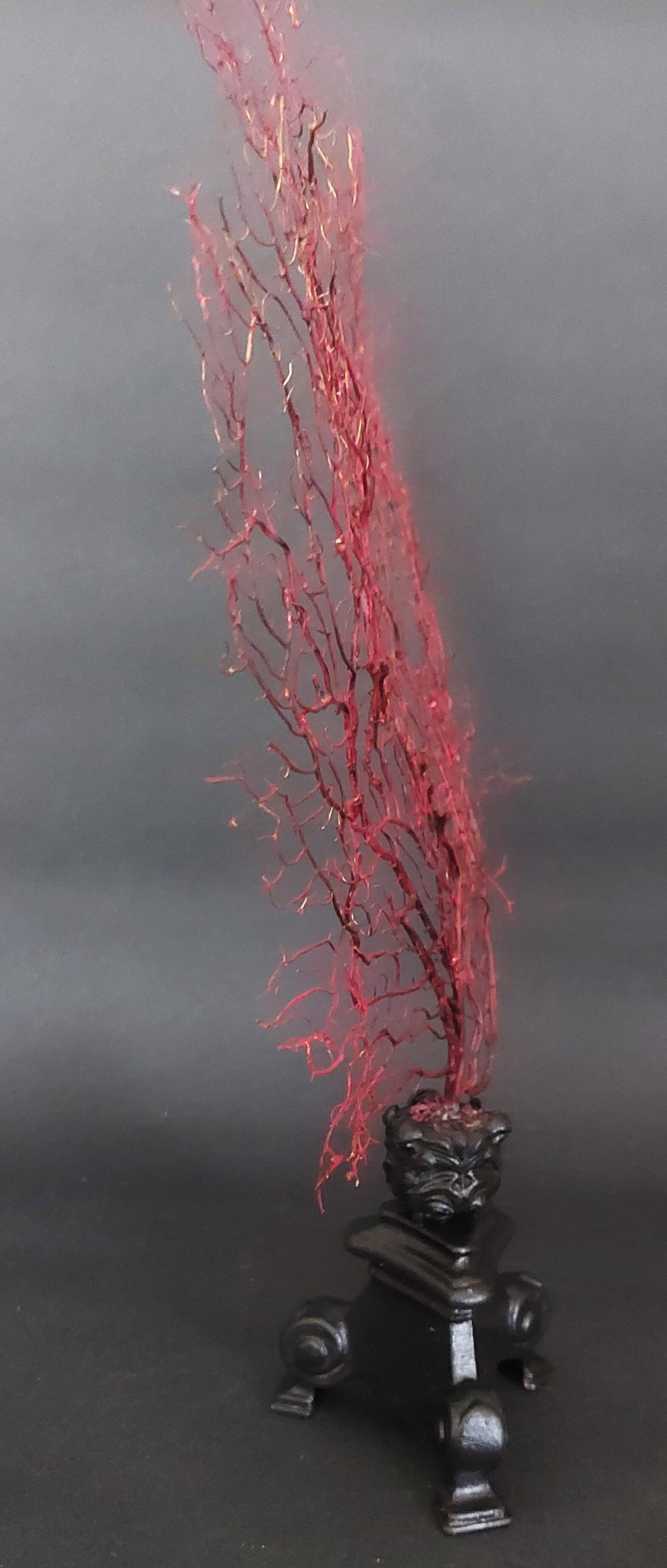 Cabinet de Curiosités gorgone rouge paramuricea clavata sur socle