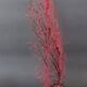 Cabinet de Curiosités gorgone rouge paramuricea clavata sur socle