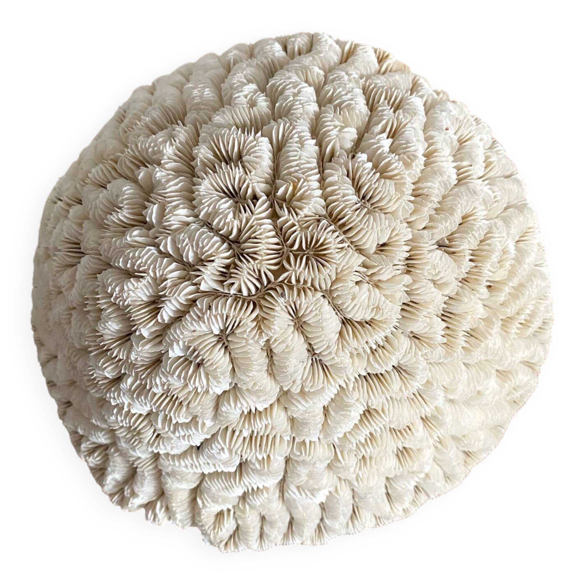 Maze coral or brain coral