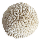 Maze coral or brain coral