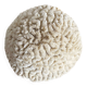 Maze coral or brain coral