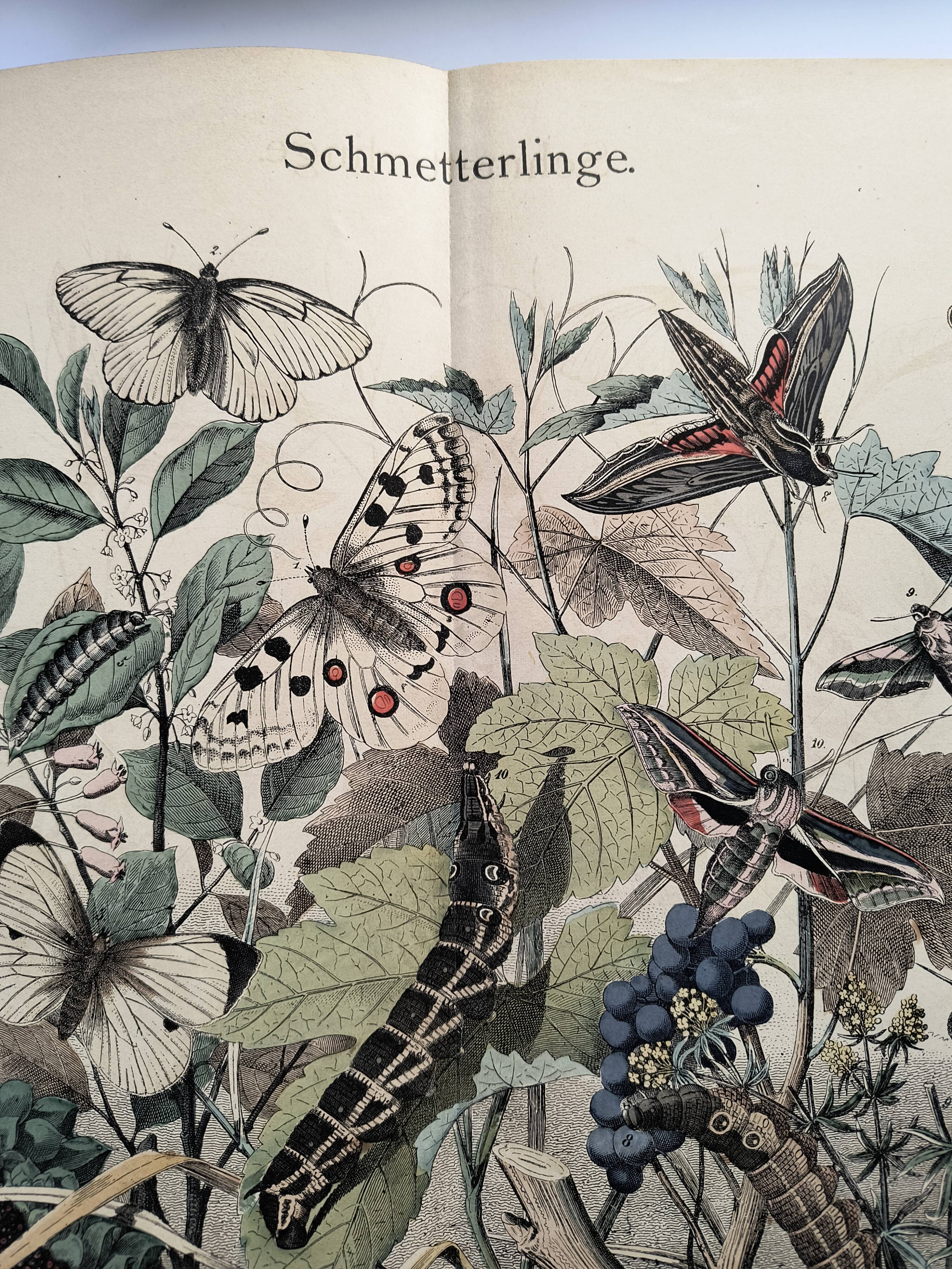Antique engraving, 1886 - European Butterflies (3). 19th-century chromolithograph