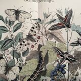 Antique engraving, 1886 - European Butterflies (3). 19th-century chromolithograph