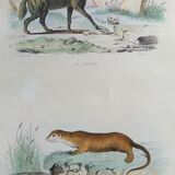 Original Zoological Plate " Hyena & Otter of Canada - Buffon 1940