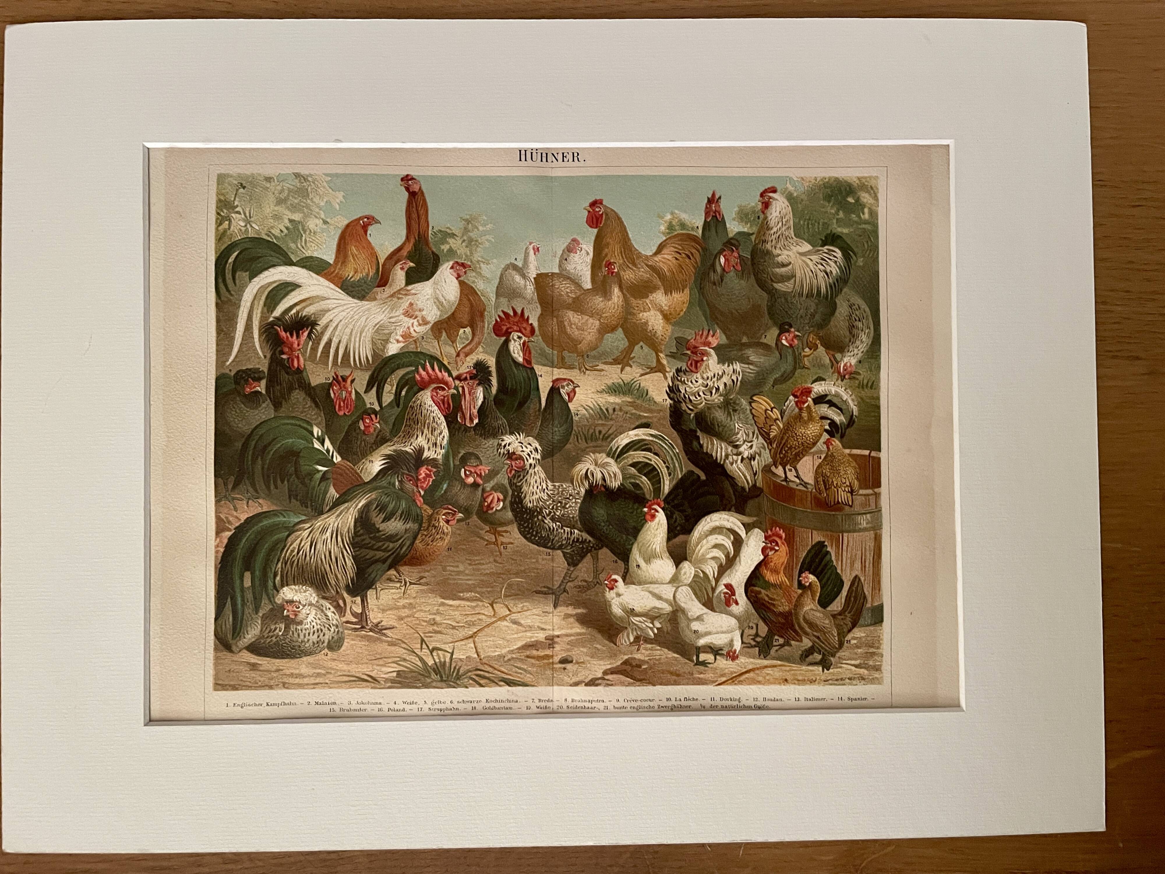 Lithographie gravure sur les poules et les coqs – 1890