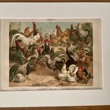 Lithograph engraving of hens and roosters – 1890