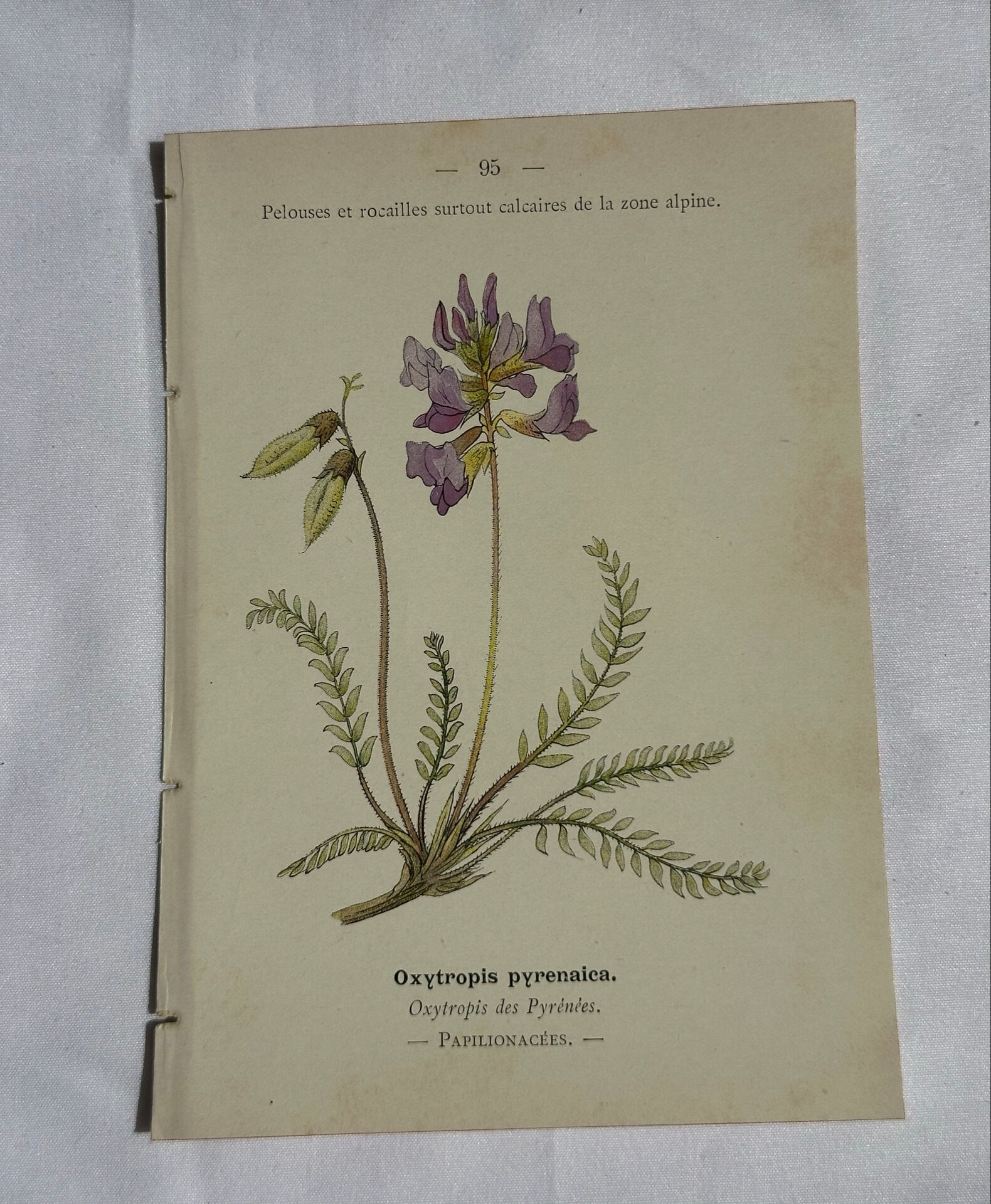 Gravure Botanique Ancienne XIXe – Lithographies Naturalistes  Fleurs