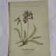 Gravure Botanique Ancienne XIXe – Lithographies Naturalistes  Fleurs