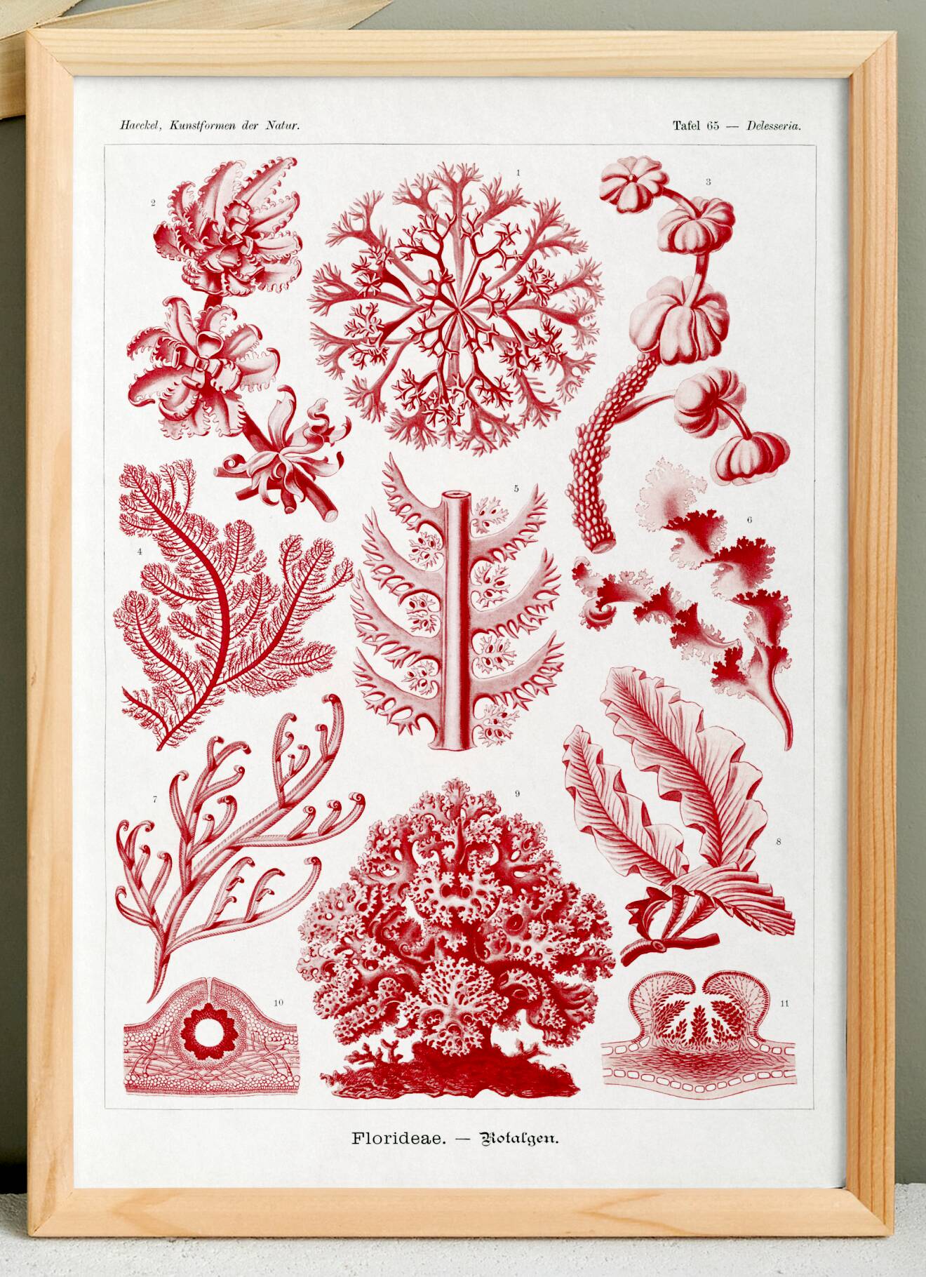 Poster about red algae, based on an old lithograph from 1904.