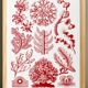 Poster about red algae, based on an old lithograph from 1904.