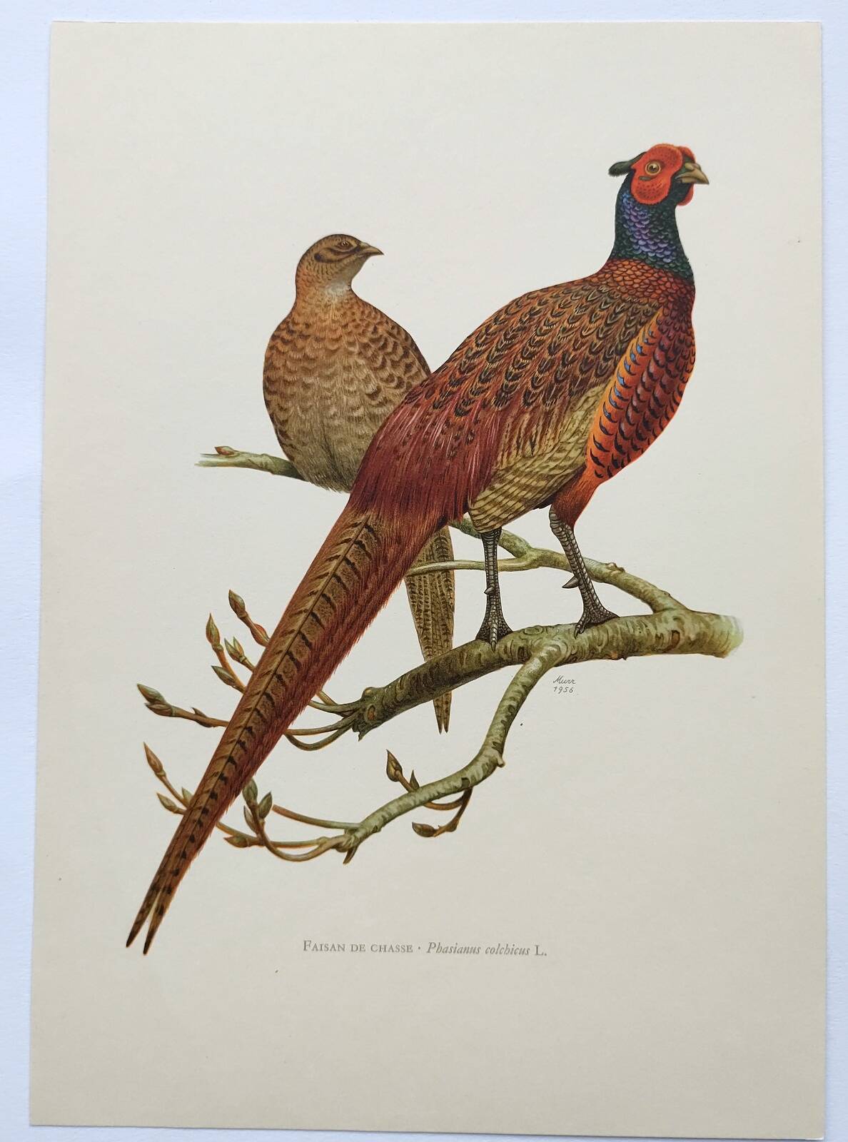 Planche oiseaux Années 60 - Faisan de Chasse - Illustration ornithologique vintage