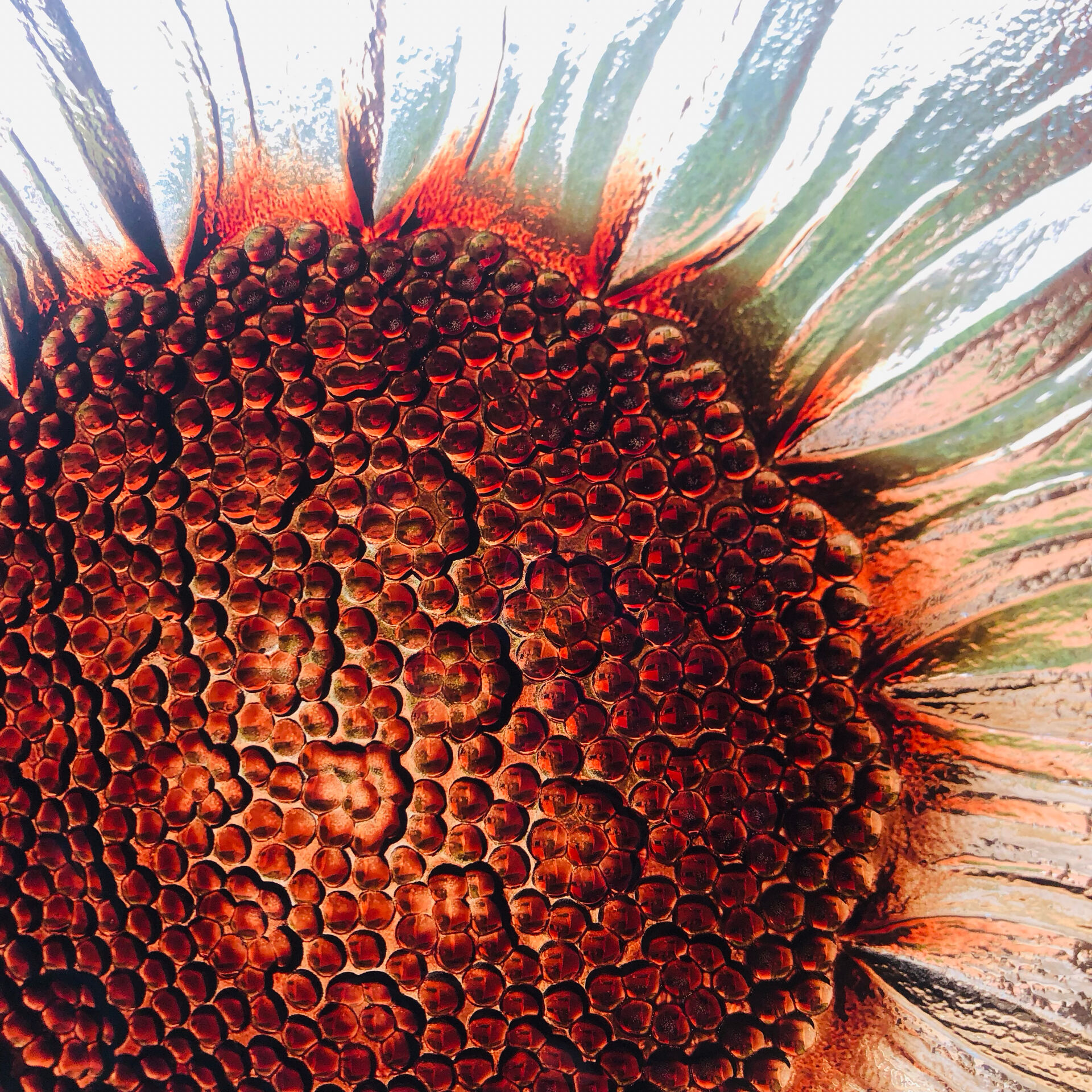 Plat tournesol en verre moulé pressé circa 1960