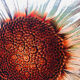 Plat tournesol en verre moulé pressé circa 1960