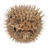 Diodon Fish
