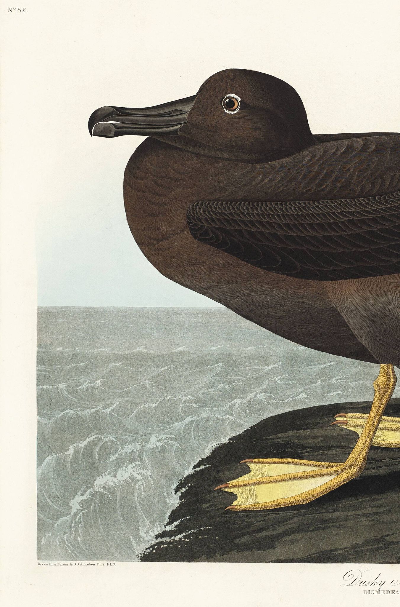 Poster about the Sooty Albatross, based on an old engraving from 1827.