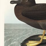 Poster about the Sooty Albatross, based on an old engraving from 1827.