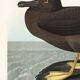 Poster about the Sooty Albatross, based on an old engraving from 1827.