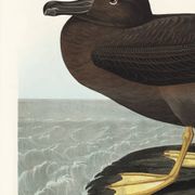 Poster about the Sooty Albatross, based on an old engraving from 1827.