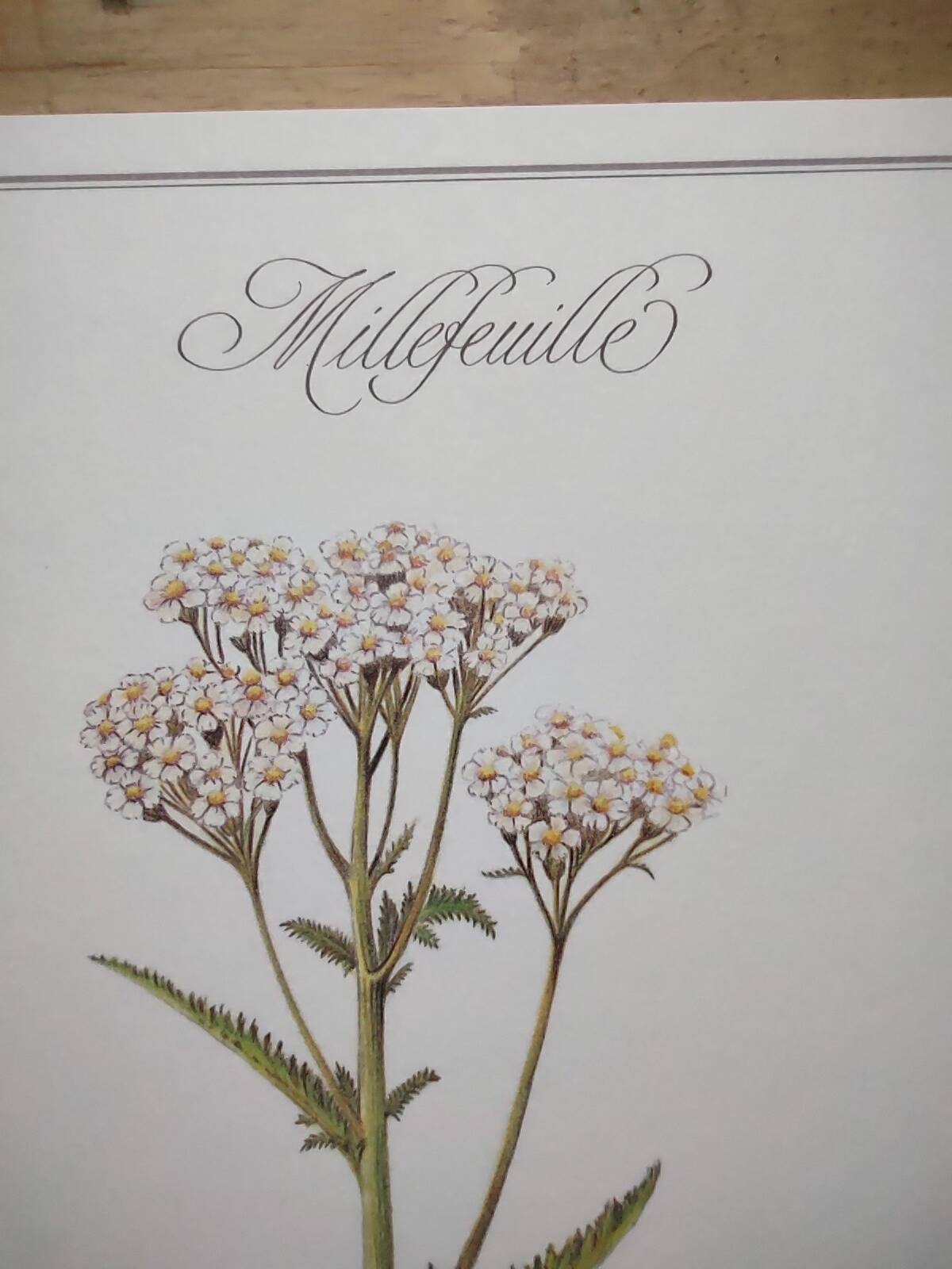 Gravure botanique - Millefeuille