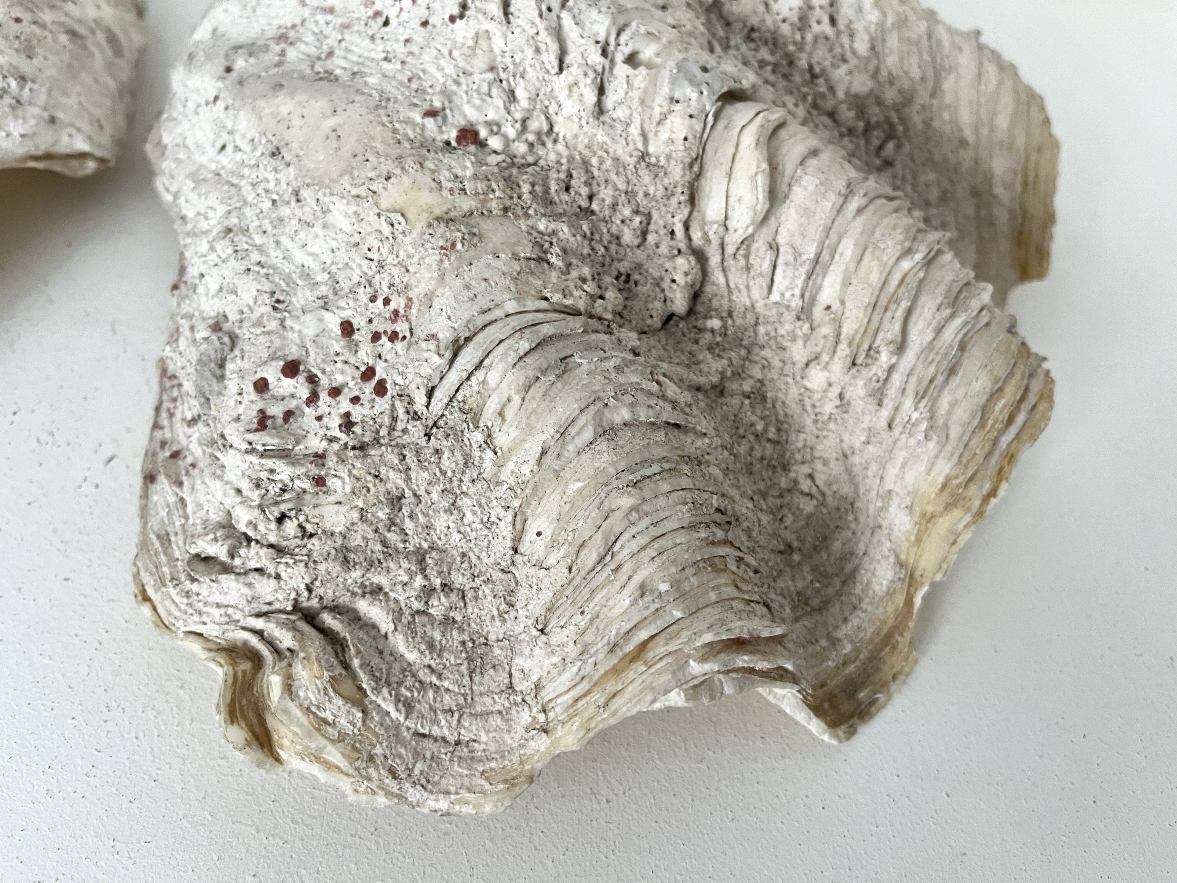 Authentic vintage giant bivalve shell, tridacna gigas shell.