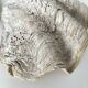 Authentic vintage giant bivalve shell, tridacna gigas shell.