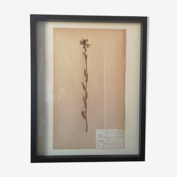 Old Swedish herbarium board framed