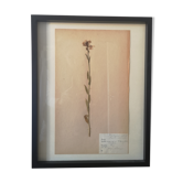Old Swedish herbarium board framed