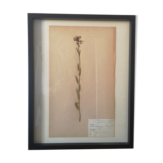 Old Swedish herbarium board framed