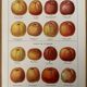 Reserved Laurence - Set of 3 lithos on apples and pears 20th century