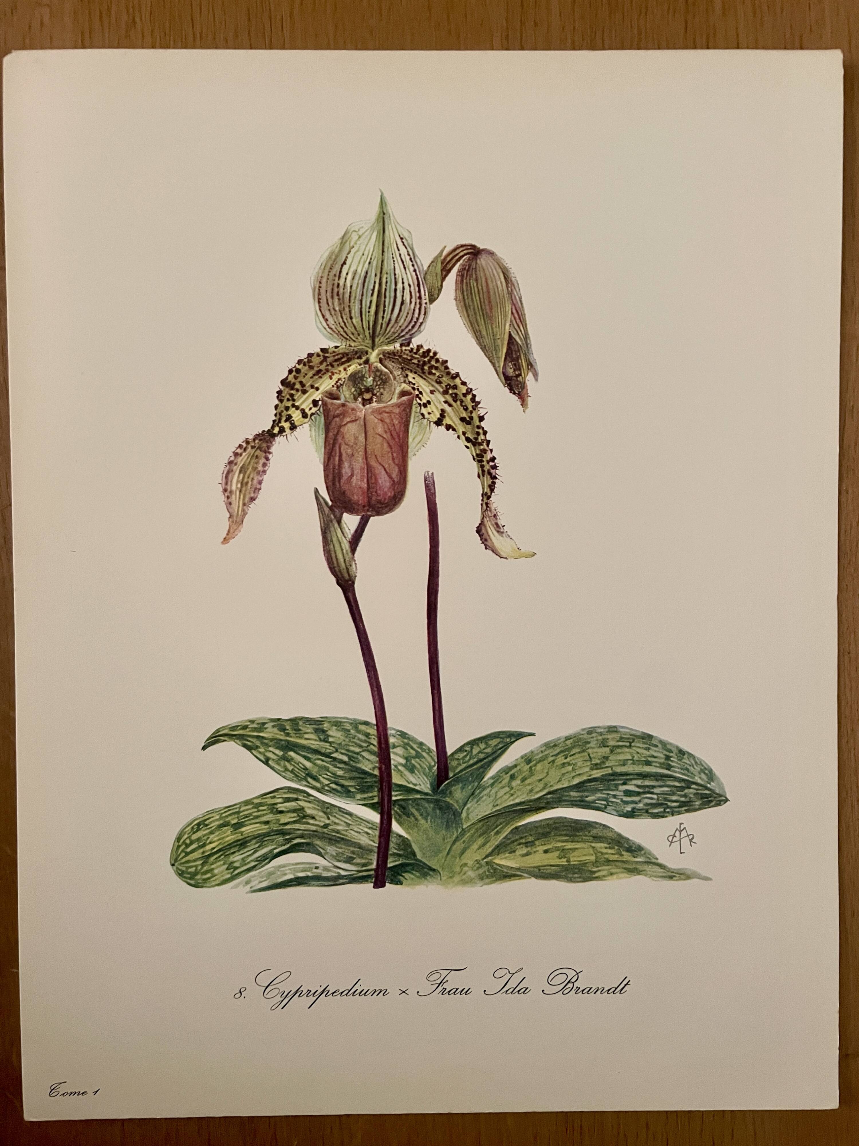 Watercolor of wild orchid flower - 1960