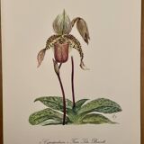 Aquarelle sur la fleur d'orchidée sauvage - 1960