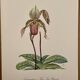 Watercolor of wild orchid flower - 1960