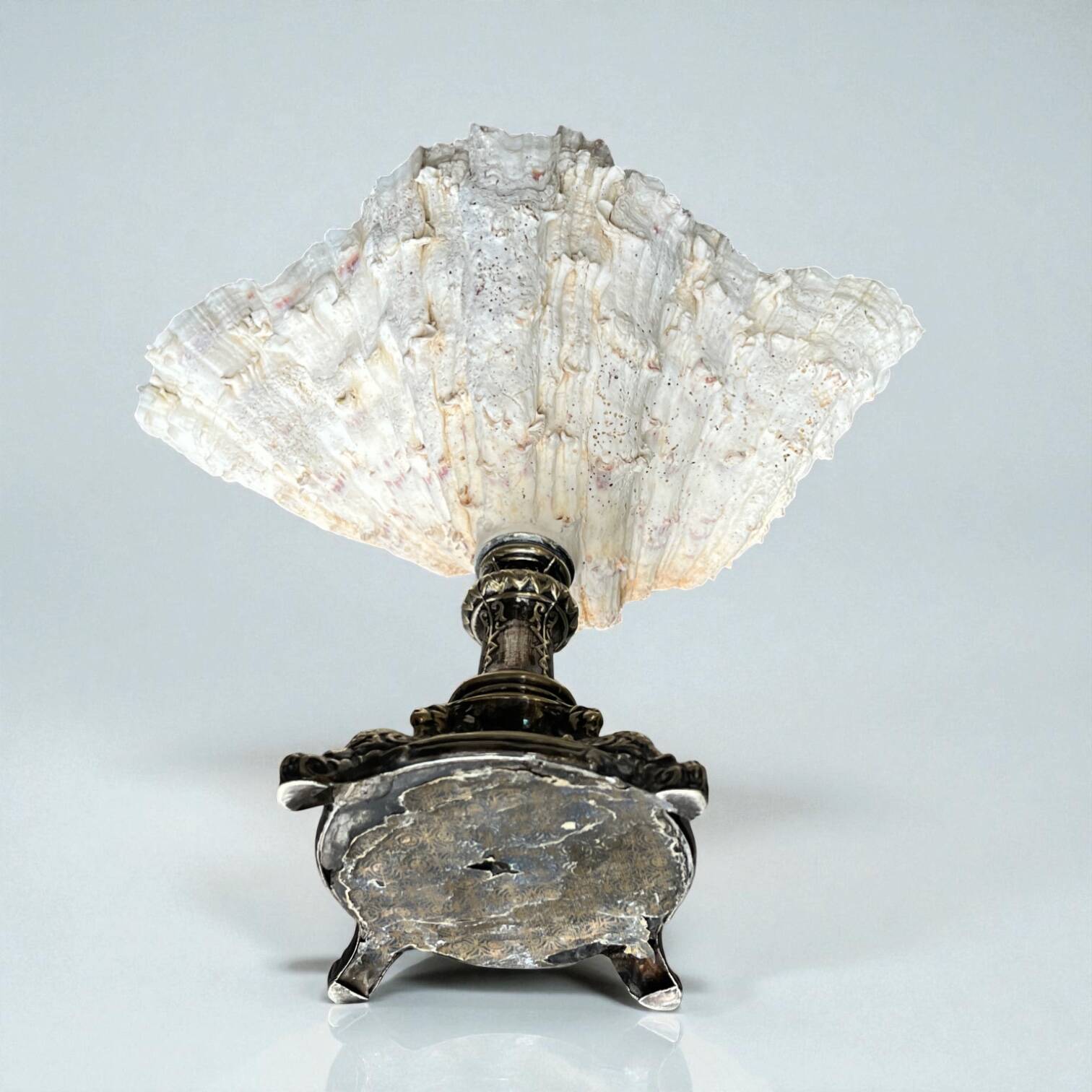 XXL large giant clam shell (Tridacne) on a silver-plated metal base, late 19th century