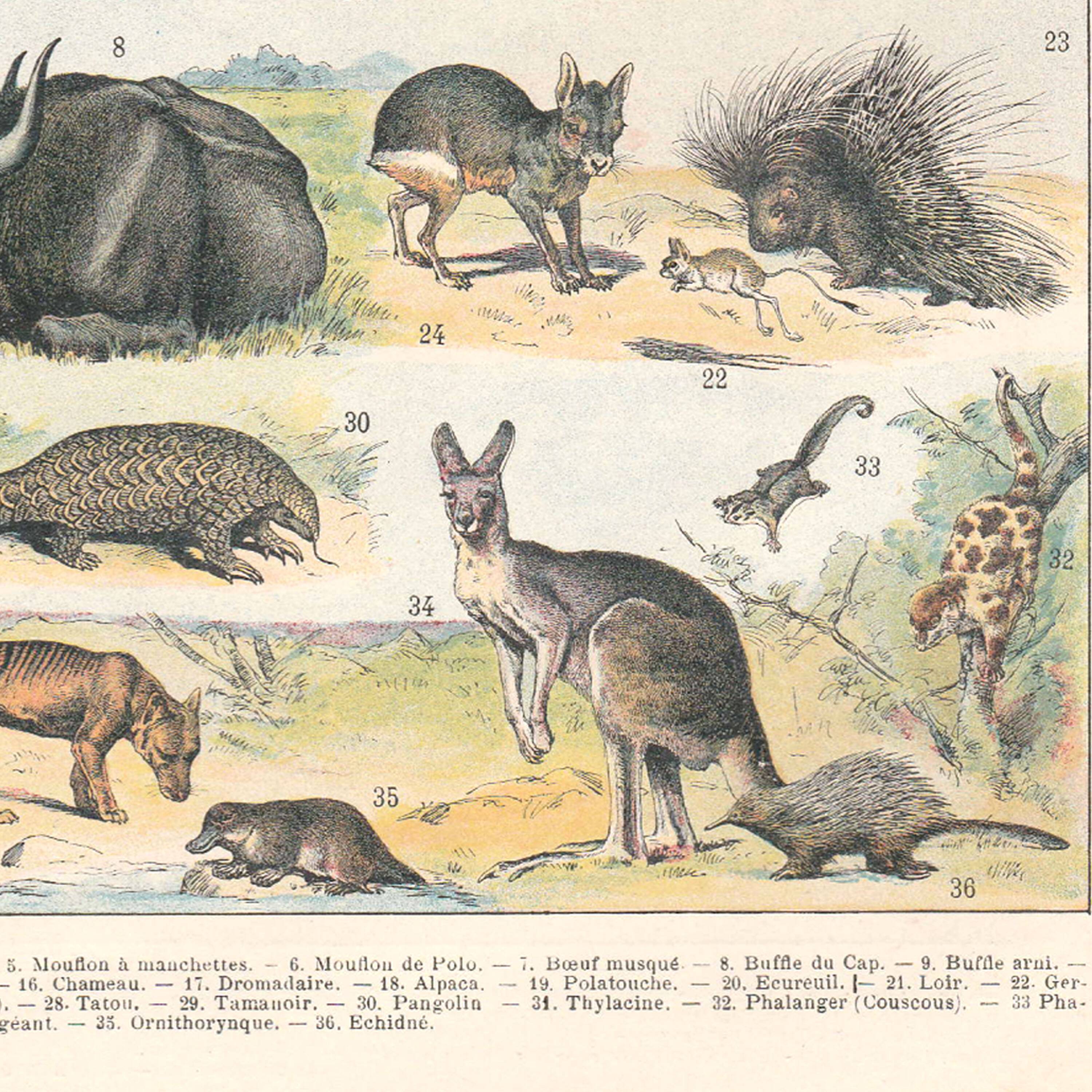 Old plate on mammals 1897