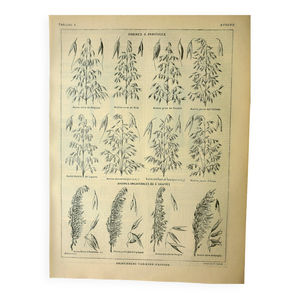 Planche botanique 1921 M. Dessertenne - Avoine, variétés, céréales, flocons — Beyit