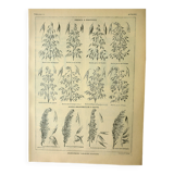 Botanical plate 1921 M. Dessertenne - Oats, varieties, cereals, flakes
