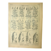 Planche botanique 1921 M. Dessertenne - Avoine, variétés, céréales, flocons