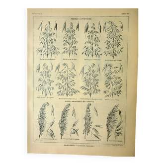 Botanical plate 1921 M. Dessertenne - Oats, varieties, cereals, flakes
