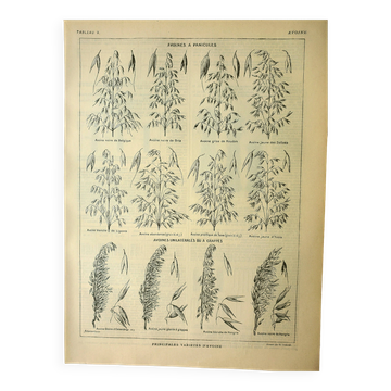 Botanical plate 1921 M. Dessertenne - Oats, varieties, cereals, flakes