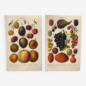 2 Gravures de 1909 - Variétés de fruit - Fraise, Raisin et Cerise - Planches anciennes allemandes