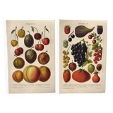 2 Engravings from 1909 - Fruit varieties - Strawberry, Grape and Cherry - Old German plates