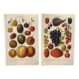 2 Engravings from 1909 - Fruit varieties - Strawberry, Grape and Cherry - Old German plates