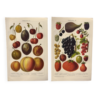 2 Gravures de 1909 - Variétés de fruit - Fraise, Raisin et Cerise - Planches anciennes allemandes