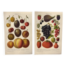 2 Engravings from 1909 - Fruit varieties - Strawberry, Grape and Cherry - Old German plates