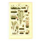 Botanical engraving from 1904 - Mosses - old plant plate